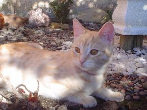 Maladies virales chez les chats