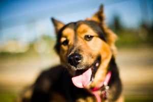 Le museau des chiens : tout ce qu'il faut savoir à son propos