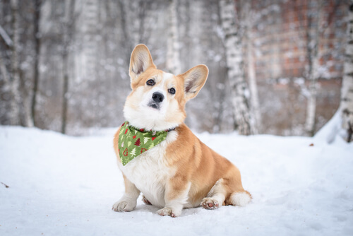 un corgi dans la neige