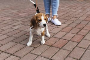 La parodontite chez les chiens