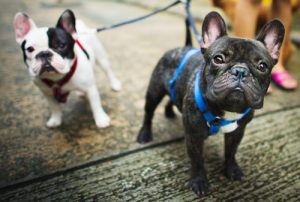 Qu'est-ce que le pedigree d'un chien ?