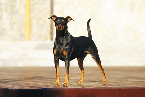pinscher debout