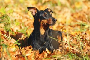 Tout sur le Pinscher