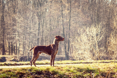 pointer dans la nature
