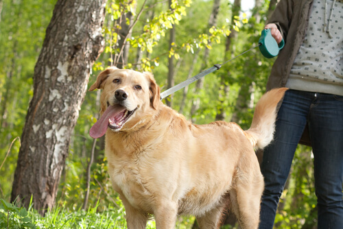 un homme tient un chien en laisse