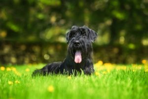 Les chiens Schnauzers, nos meilleurs amis