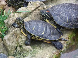 Elevage et soins à apporter aux tortues