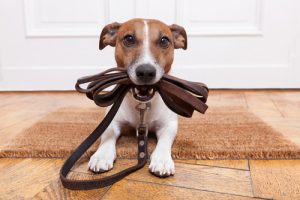 Pourquoi certaines personnes n'aiment pas les animaux ?