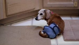 Une femme s'occupe de 30 chiens abandonnés