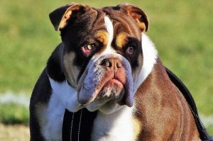 Avoir un chien: combien ça coûte ?