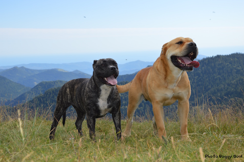 Le Dogue De Majorque Ou Ca De Bou Mes Animaux