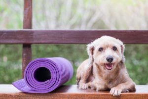 La médecine préventive pour les animaux domestiques