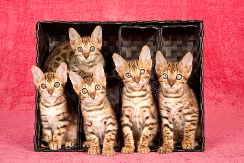 5 chats du Bengale dans une boîte
