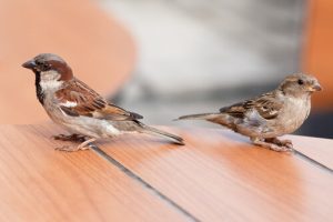 Le moineau domestique ou pardal