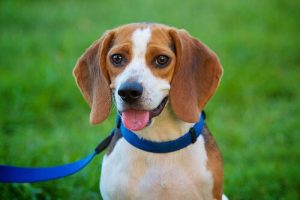 Les 5 différents types de personnalité chez le chien