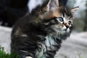Les races de chats les plus chères