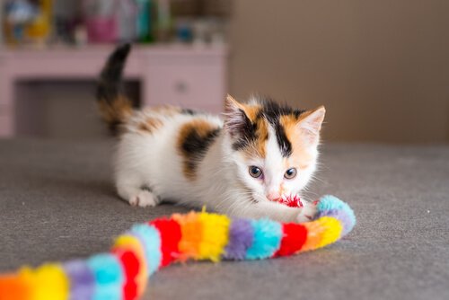 Un chaton Calico