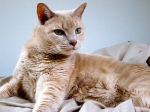 Pourquoi stériliser votre chat ?