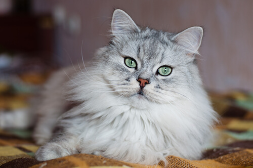 Un chat gris type angora allongé