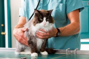 Comment agir face à la fièvre de votre chat ?