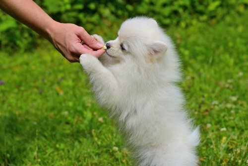 un Poméranien blanc reçoit un biscuit