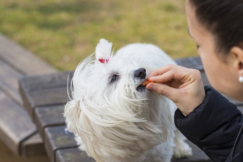 apprendre à son chien à sourire