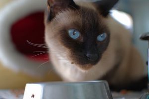 Recettes maison pour votre chat