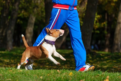 Un pitbull blanc et marron court à côté d'un joggeur