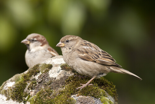 Deux moineaux sur une branche