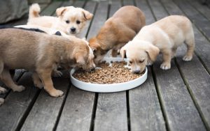 Où adopter un animal de compagnie ?