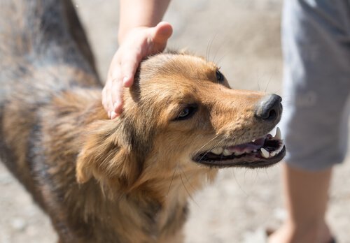 homme qui caresse la tête d'un chien
