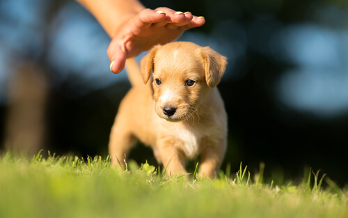 Que Dois Je Savoir Avant Dadopter Un Chiot Mes Animaux