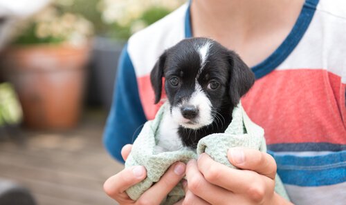 chiot emmitouflé dans une serviette
