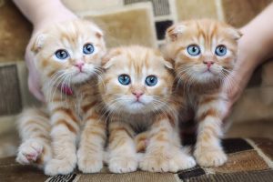 Les allergies aux chats : causes, symptômes et prévention