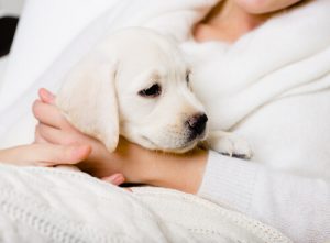avoir un chien est bon pour la santé
