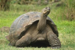 Les animaux qui vivent le plus longtemps