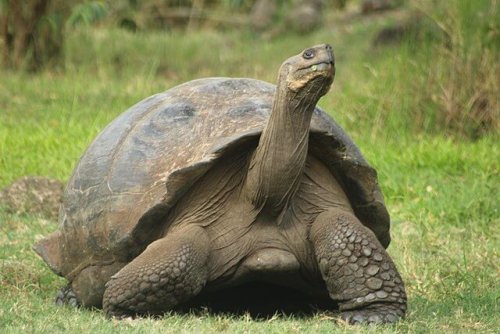 Les animaux qui vivent le plus longtemps