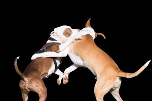 Conseils pour mettre fin à une bagarre de chiens