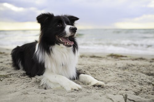 border collie couché sur une plage