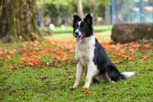 Le Border Collie, race "la plus intelligente au monde"