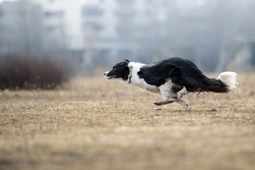 border collie qui court