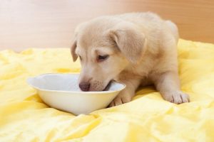 Comment faire une bouillie de sevrage pour chiots ?