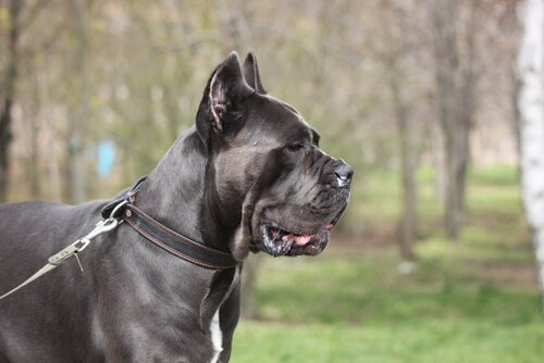Un Cane Corso noir vu de près