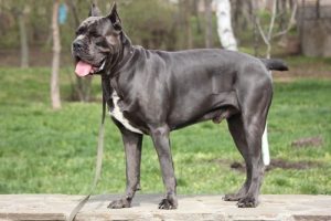 Le Cane Corso