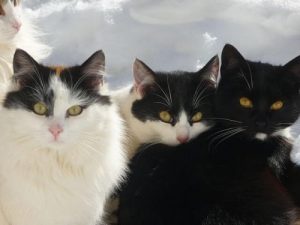 Le chat Bobtail Japonais : animaux de compagnie historiques.