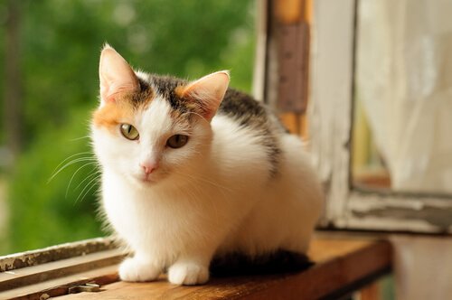 un chat calico sur une fenêtre