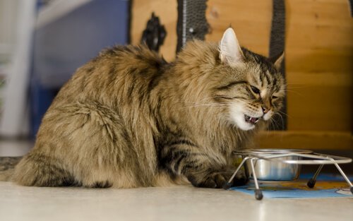 chat qui mange dans sa gamelle