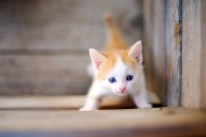 Conseils sur les chatons