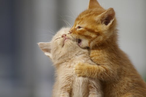 chatons en train de jouer