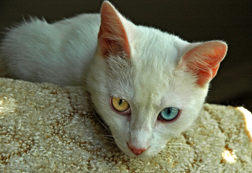 Les races de chats les plus anciennes Les races de chats les plus anciennes